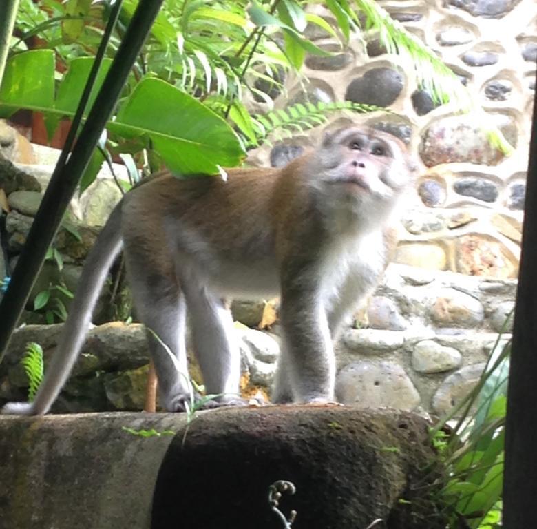 Kupu Kupu Garden Guest House & Cafe Bukit Lawang Zewnętrze zdjęcie